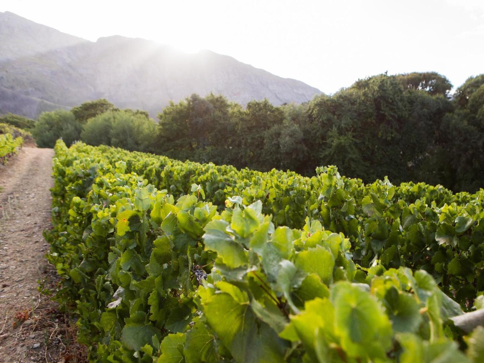 Maison Montagne Franschhoek Luaran gambar